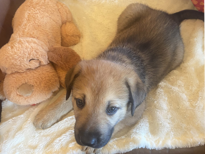 chinook puppy